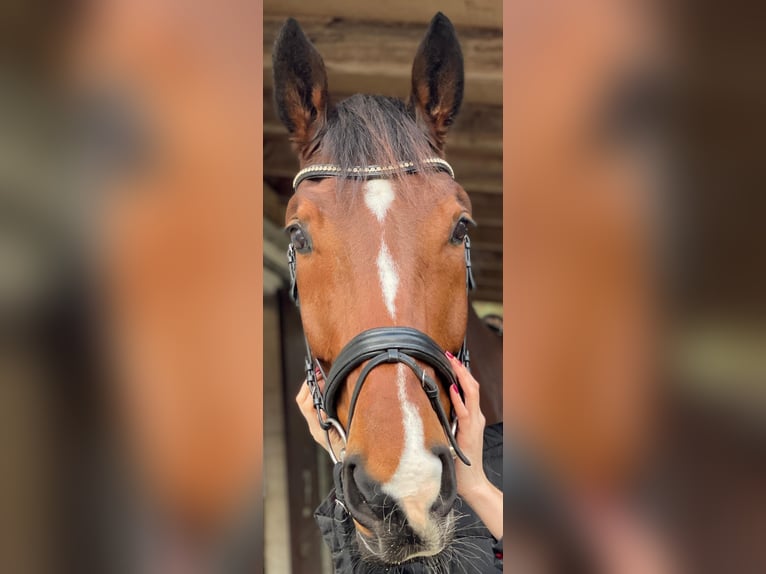 Hannoveranare Valack 11 år 182 cm Brun in Winsen (Aller)