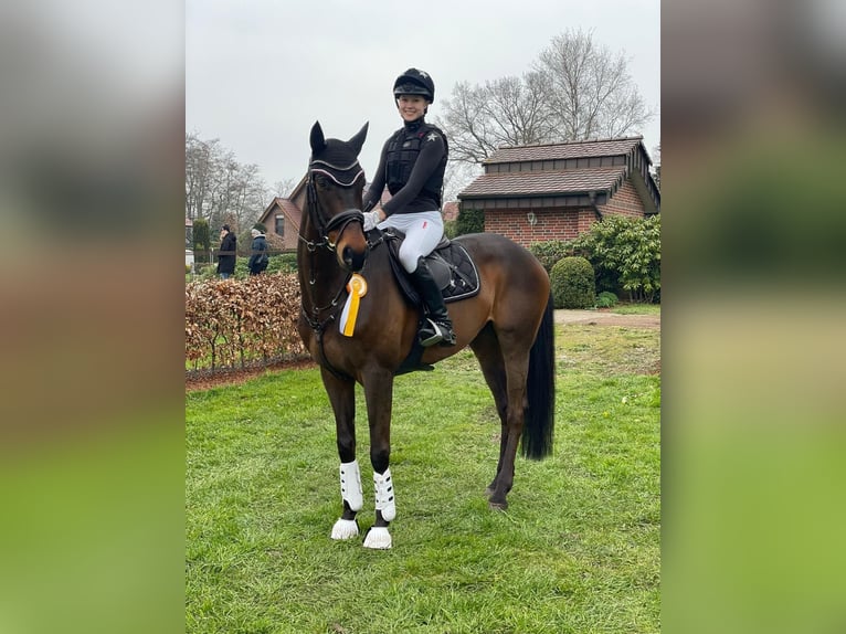 Hannoveranare Valack 12 år 172 cm Brun in Ganderkesee