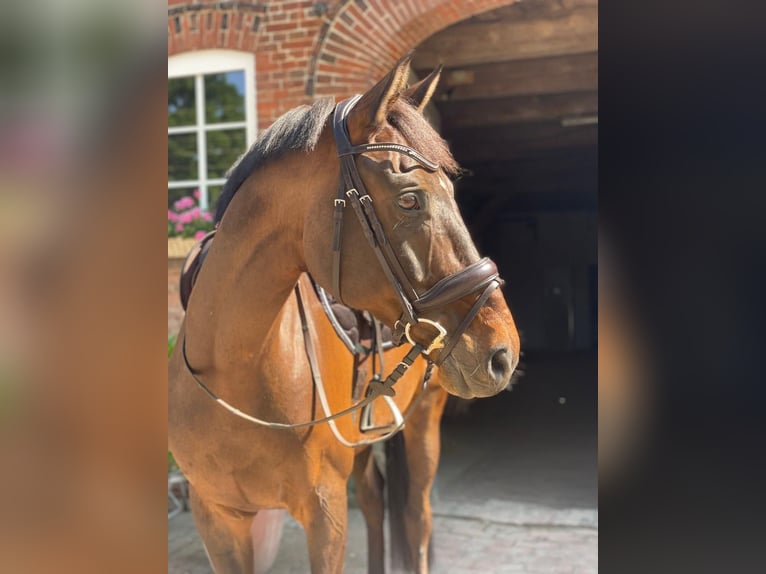 Hannoveranare Valack 12 år 172 cm Brun in Ganderkesee