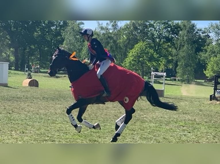 Hannoveranare Valack 12 år 172 cm Brun in Ganderkesee