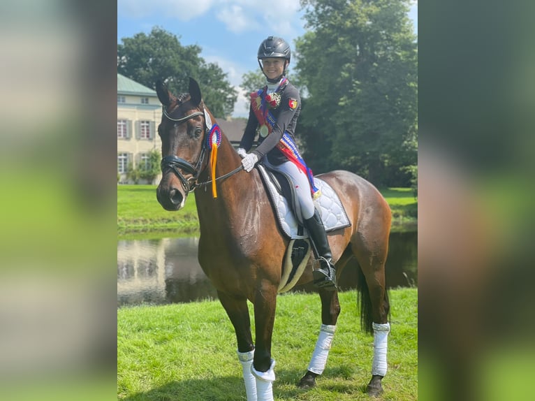 Hannoveranare Valack 12 år 172 cm Brun in Ganderkesee