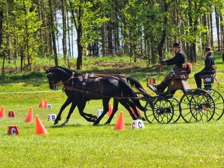 Hannoveranare Valack 13 år 170 cm Mörkbrun in Rühn