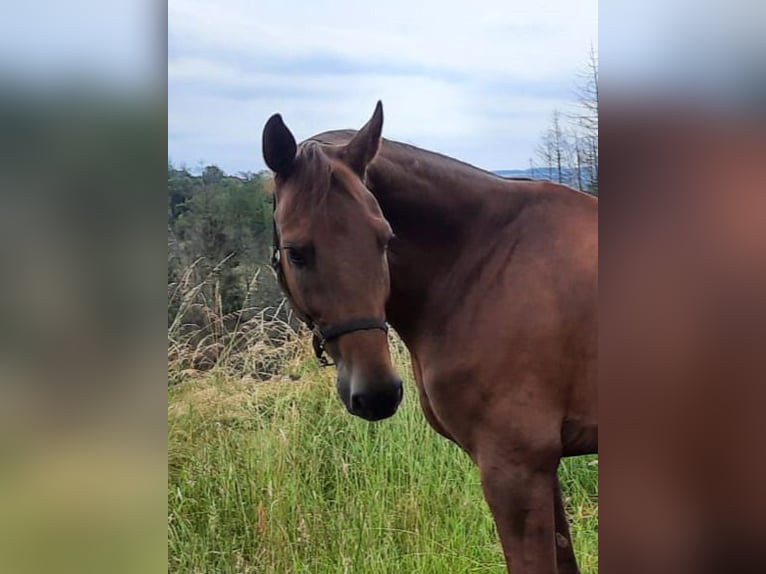 Hannoveranare Valack 13 år 174 cm fux in Asbach