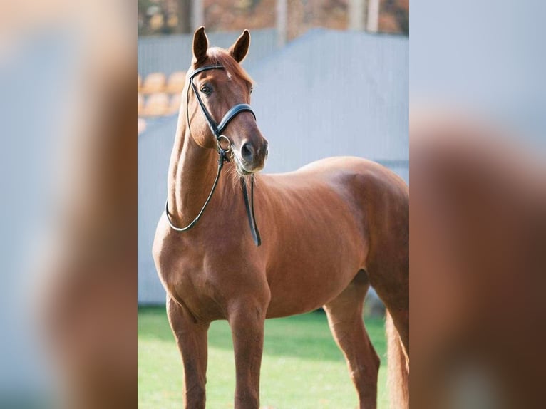 Hannoveranare Valack 14 år 174 cm Fux in Riga