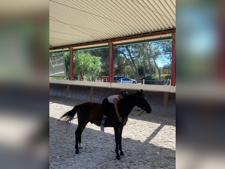 Hannoveranare Valack 14 år 175 cm Brun in cascais