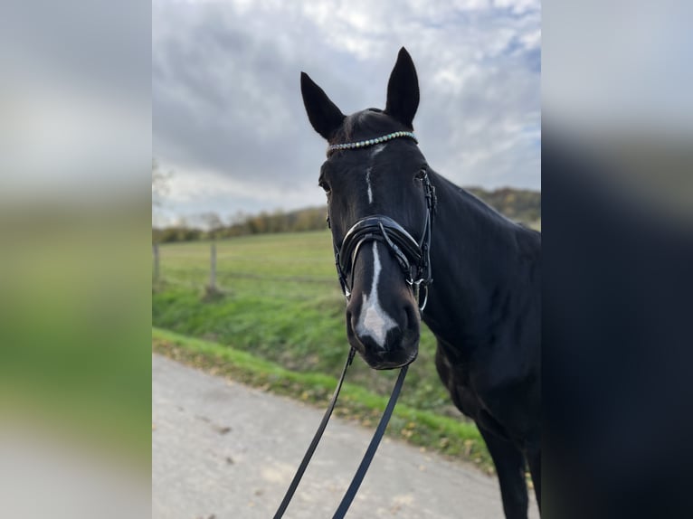 Hannoveranare Valack 15 år 169 cm Mörkbrun in Burbach