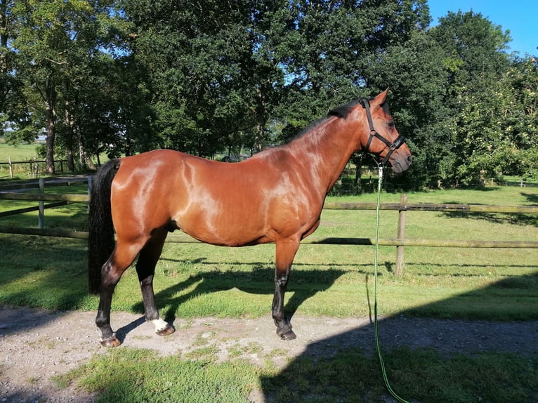 Hannoveranare Valack 17 år 165 cm Brun in Berne