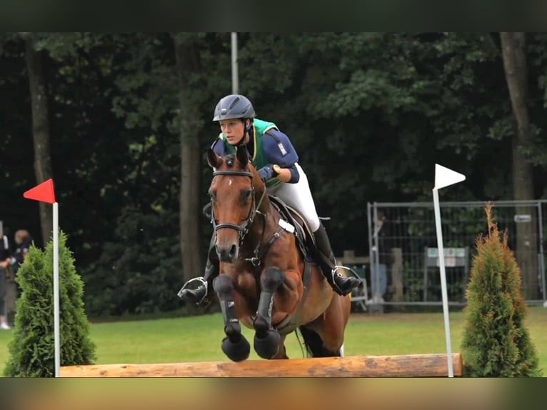 Hannoveranare Valack 17 år 165 cm Brun in Berne