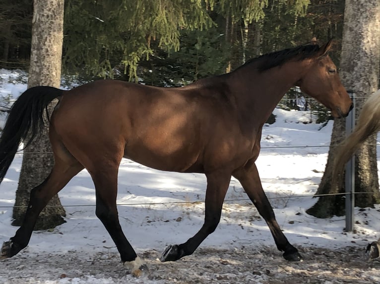 Hannoveranare Valack 18 år 174 cm Brun in Hamburg