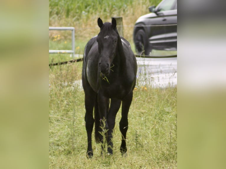 Hannoveranare Valack 2 år 160 cm Svart in Hardegsen