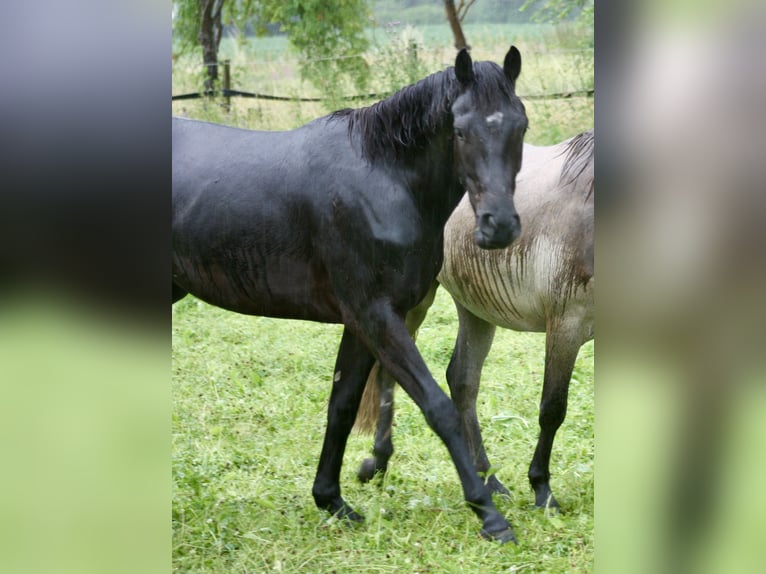 Hannoveranare Valack 2 år 160 cm Svart in Hardegsen