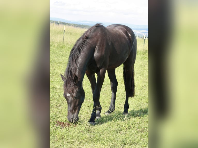 Hannoveranare Valack 2 år 160 cm Svart in Hardegsen