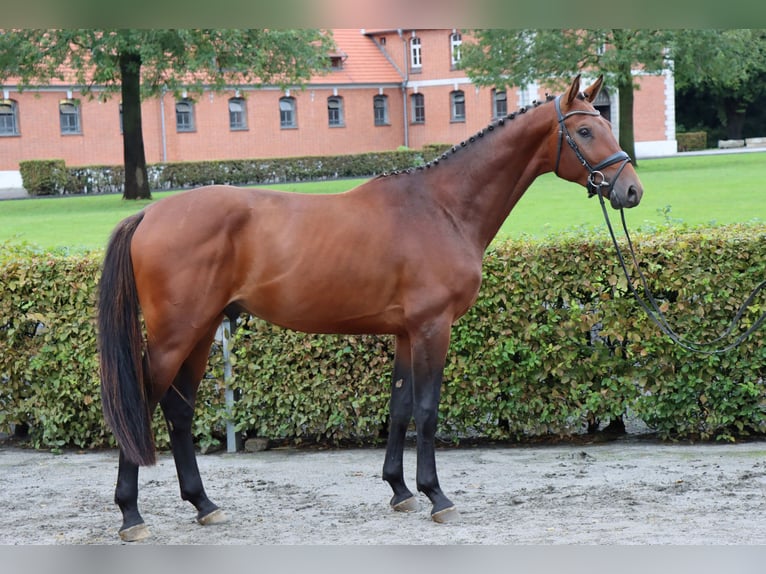 Hannoveranare Valack 2 år 170 cm Brun in Celle