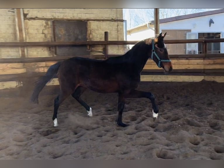 Hannoveranare Valack 3 år 160 cm Brun in Verden (Aller)