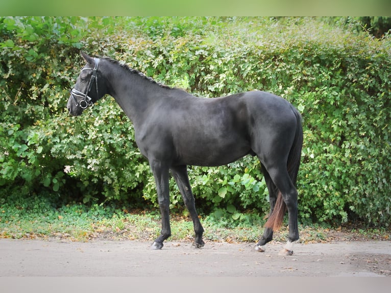 Hannoveranare Valack 3 år 160 cm Svart in Ennigerloh