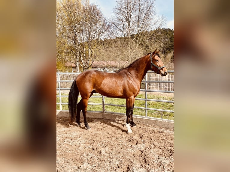 Hannoveranare Valack 3 år 165 cm Brun in Hetschburg