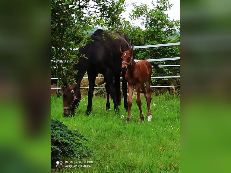 Hannoveranare Valack 3 år 165 cm Ljusbrun in Surwold