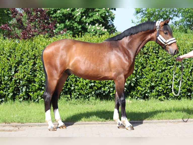 Hannoveranare Valack 3 år 167 cm Brun in Selsingen