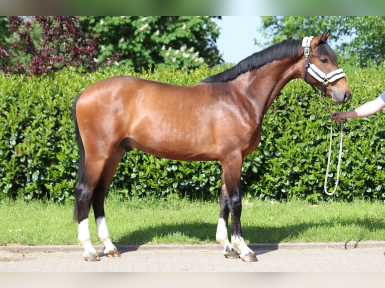 Hannoveranare Valack 3 år 167 cm Brun in Selsingen