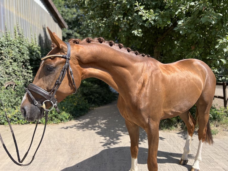 Hannoveranare Valack 3 år 167 cm Fux in Verden (Aller)