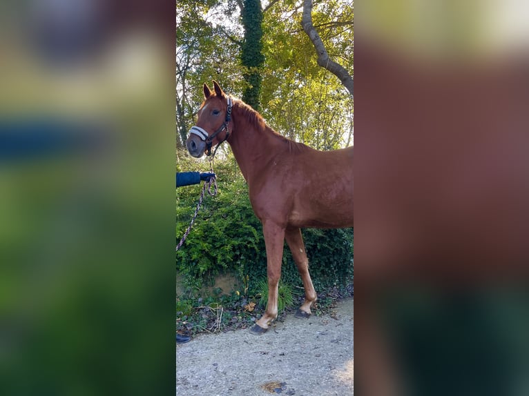 Hannoveranare Valack 3 år 167 cm Fux in Hörsten