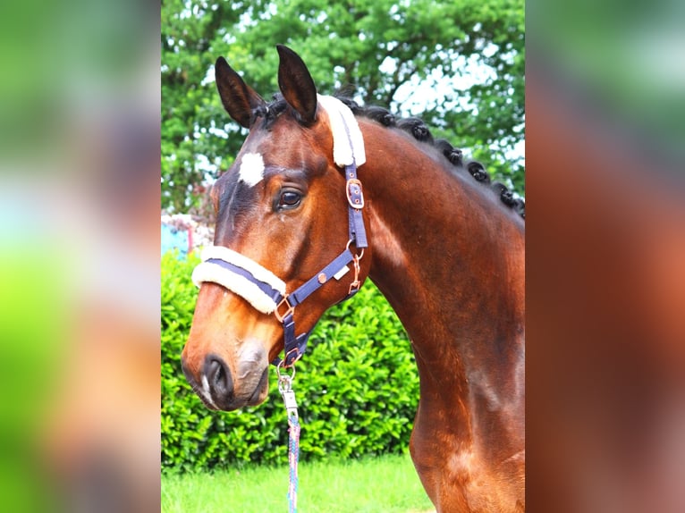 Hannoveranare Valack 3 år 172 cm Brun in Selsingen