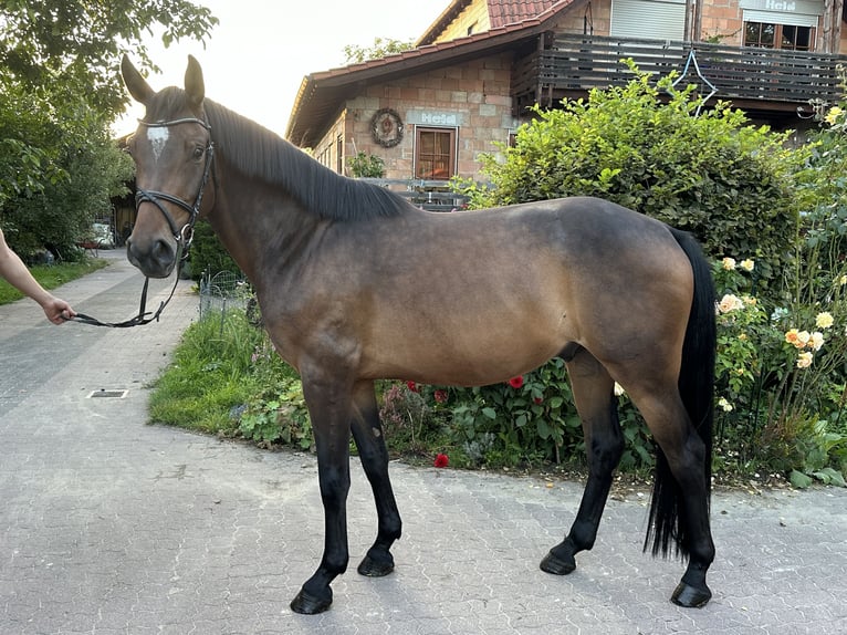 Hannoveranare Valack 4 år 160 cm Brun in Babenhausen