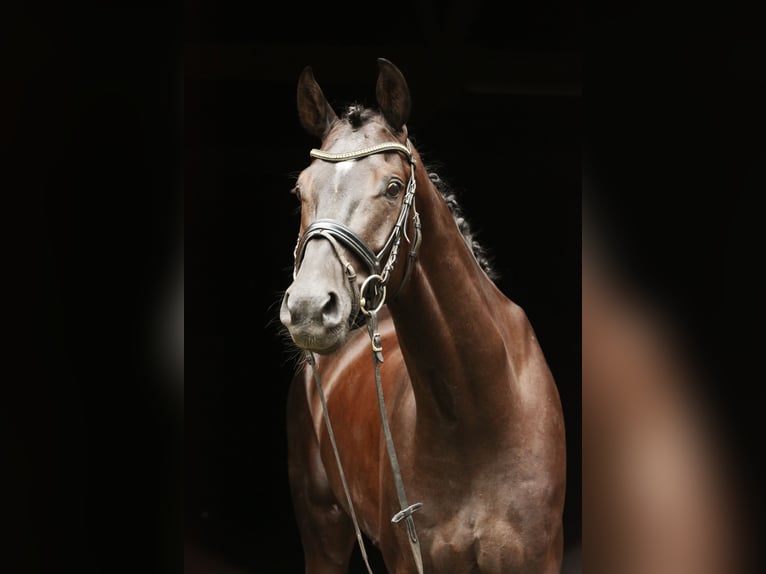 Hannoveranare Valack 4 år 164 cm Svart in Landesbergen