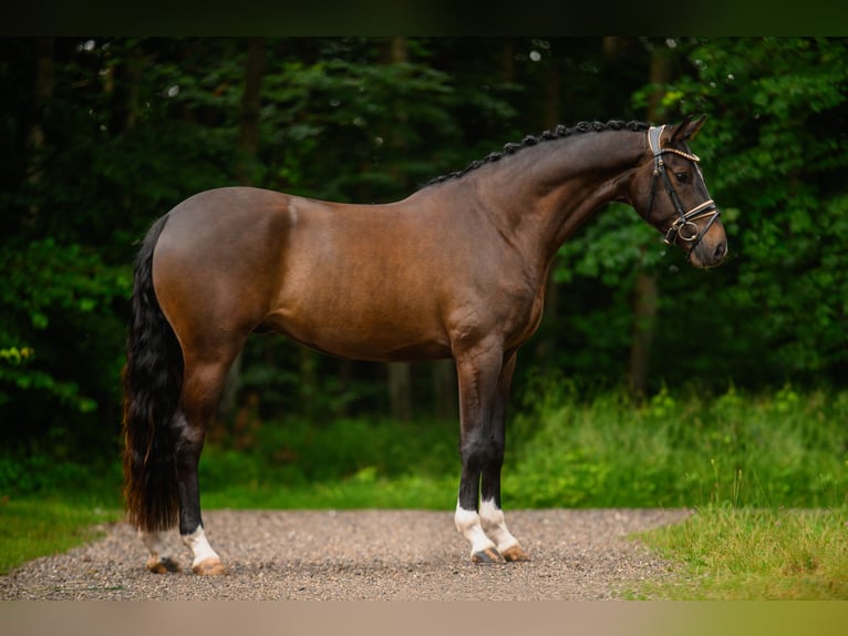 Hannoveranare Valack 4 år 167 cm Brun in Wehringen