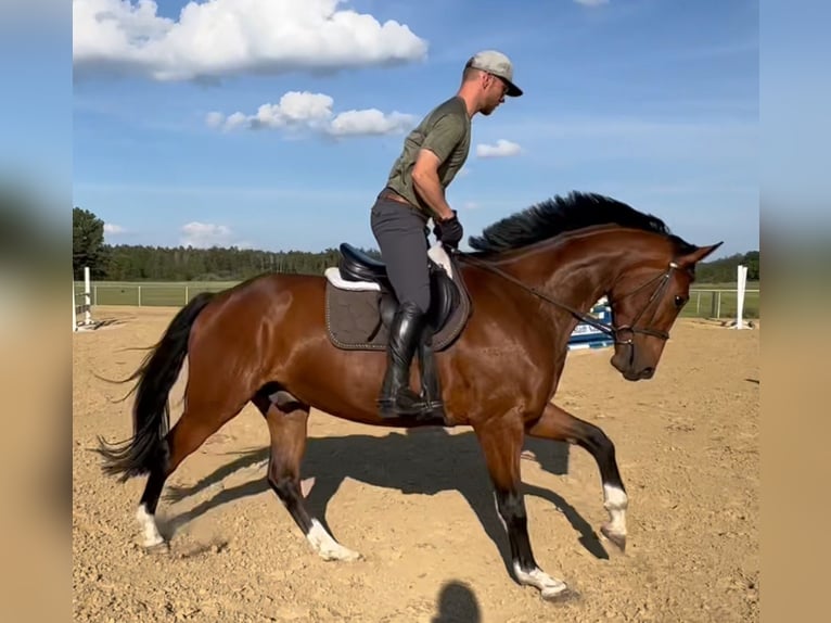 Hannoveranare Valack 4 år 167 cm Brun in Michaelisbruch