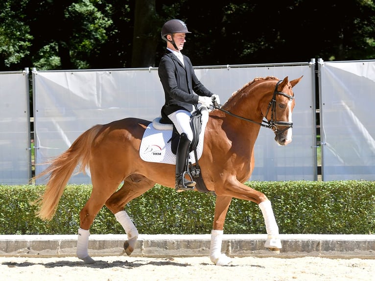 Hannoveranare Valack 4 år 167 cm fux in Bad Bevensen