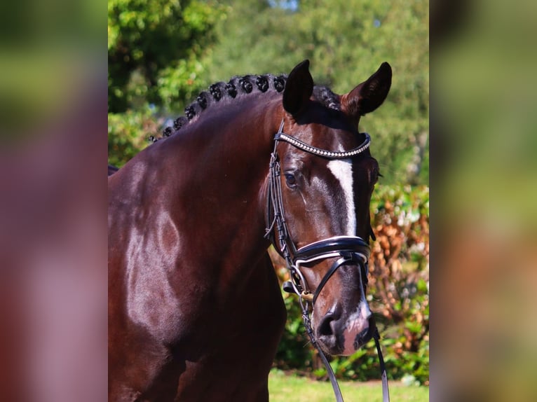 Hannoveranare Valack 4 år 167 cm Svart in Selsingen