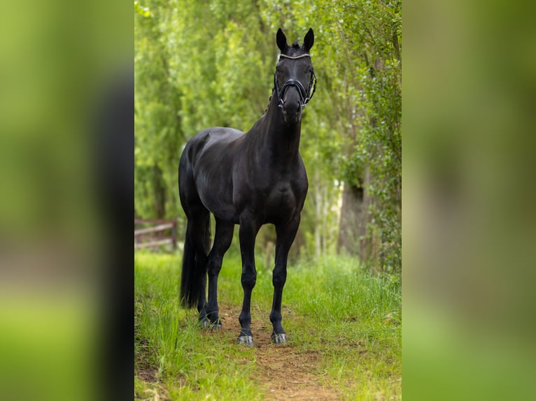 Hannoveranare Valack 4 år 168 cm in Perl