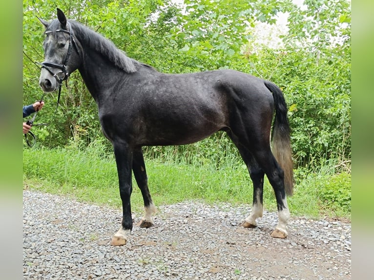 Hannoveranare Valack 4 år 168 cm Kan vara vit in Königheim