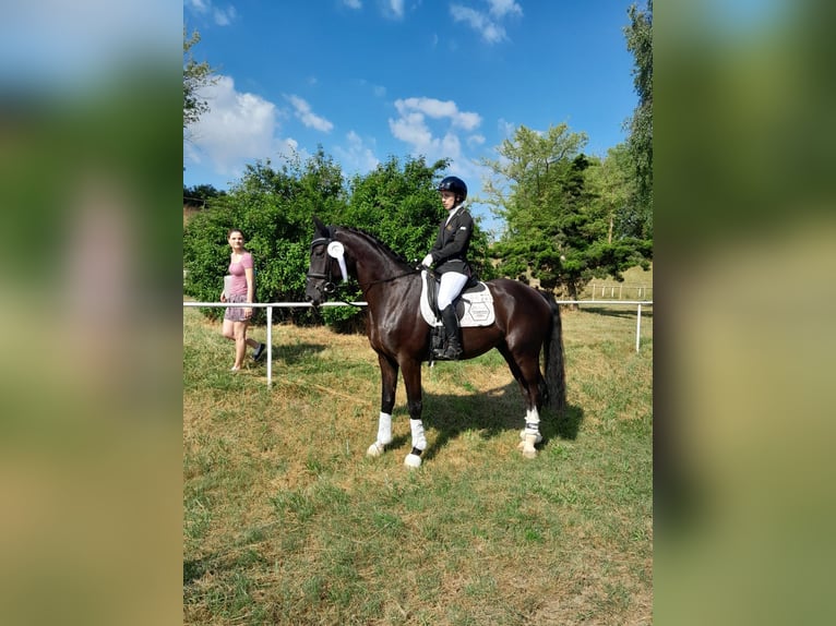 Hannoveranare Valack 4 år 168 cm Rökfärgad svart in Wendorf