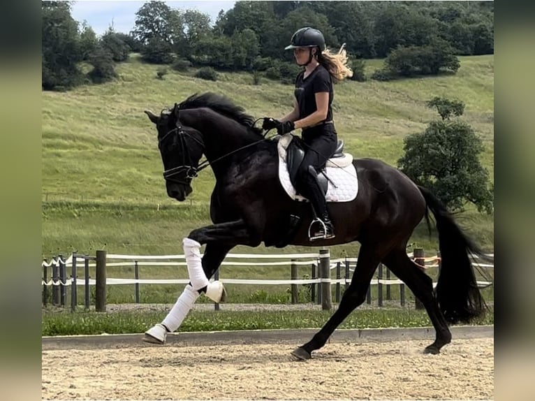 Hannoveranare Valack 4 år 169 cm Svart in Heiligenberg