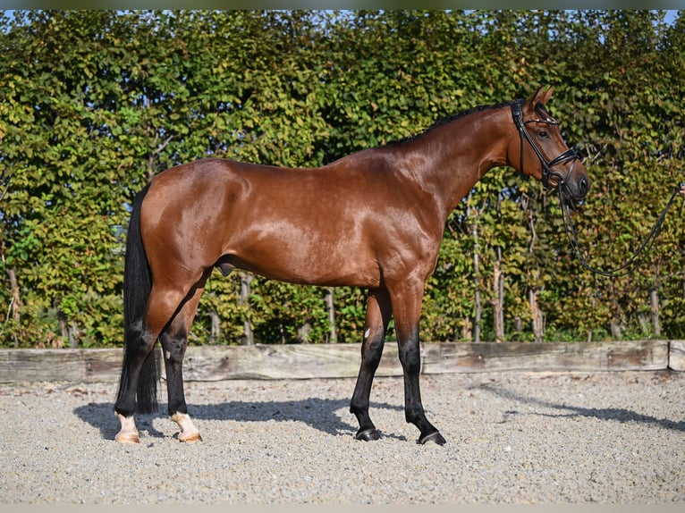 Hannoveranare Valack 4 år 170 cm Brun in Rosenheim