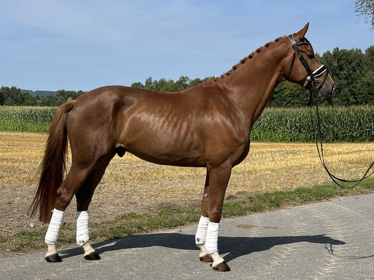 Hannoveranare Valack 4 år 170 cm Fux in Riedlingen