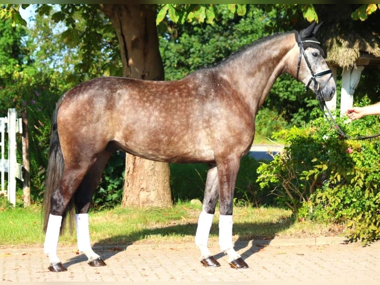 Hannoveranare Valack 4 år 170 cm Grå in Selsingen