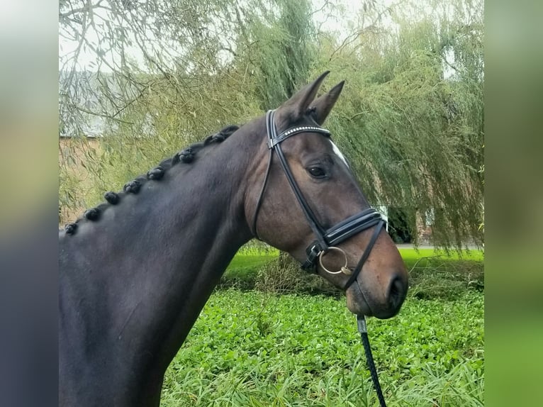 Hannoveranare Valack 4 år 172 cm Brun in Bosc-Guerard-Saint-Adrien