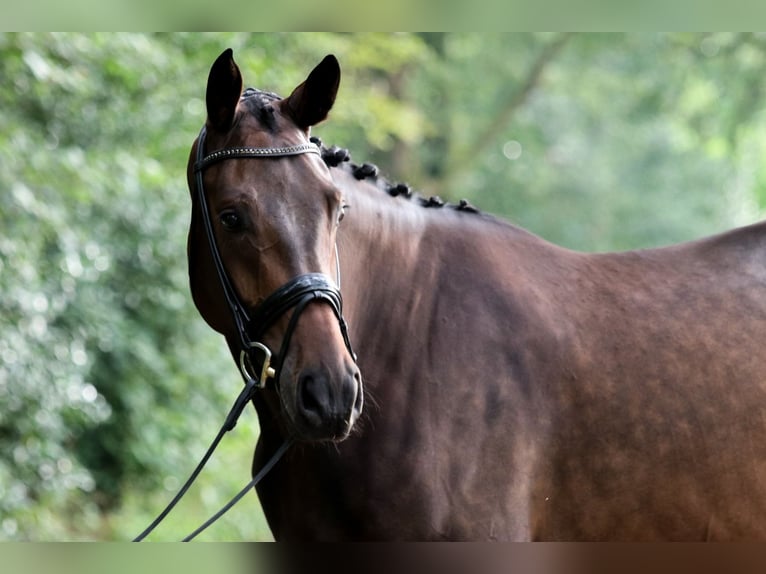 Hannoveranare Valack 4 år 172 cm Brun in Wuppertal