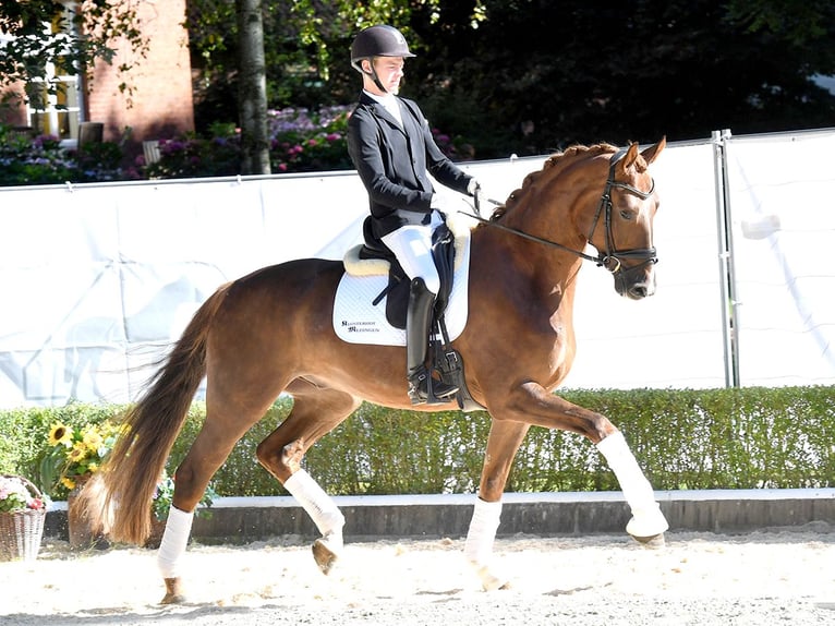 Hannoveranare Valack 4 år 172 cm Fux in Bad Bevensen