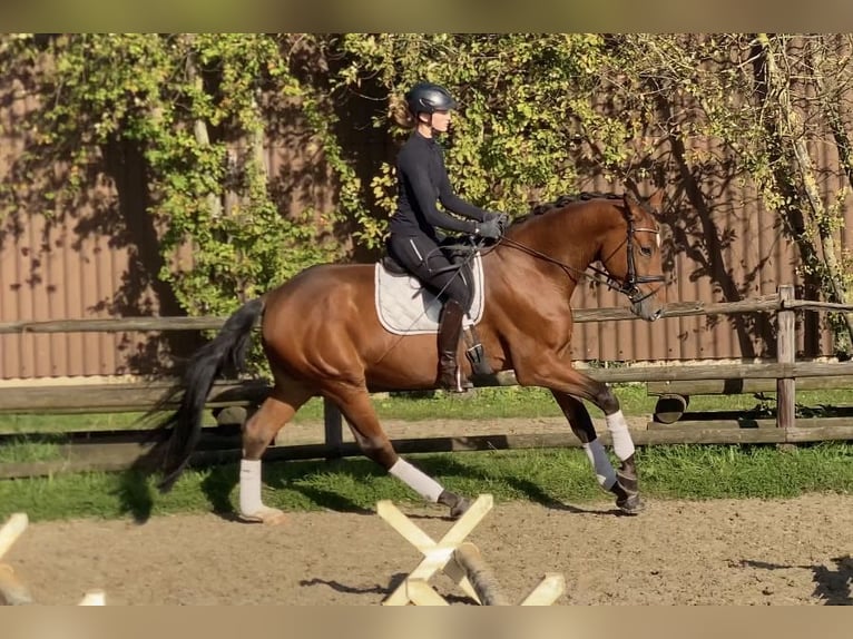 Hannoveranare Valack 4 år 173 cm Brun in Hoya