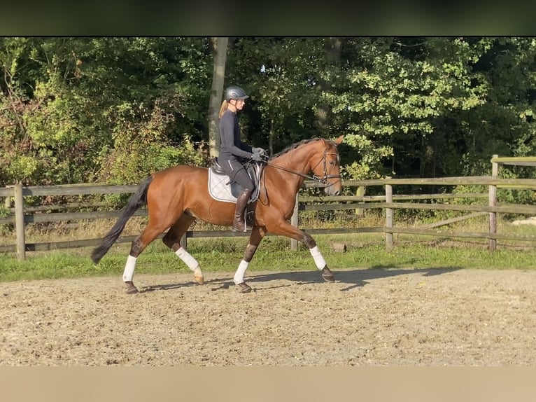 Hannoveranare Valack 4 år 173 cm Brun in Hoya