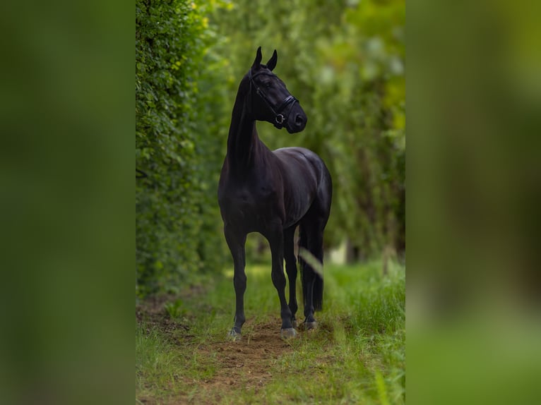 Hannoveranare Valack 4 år 173 cm Rökfärgad svart in Perl