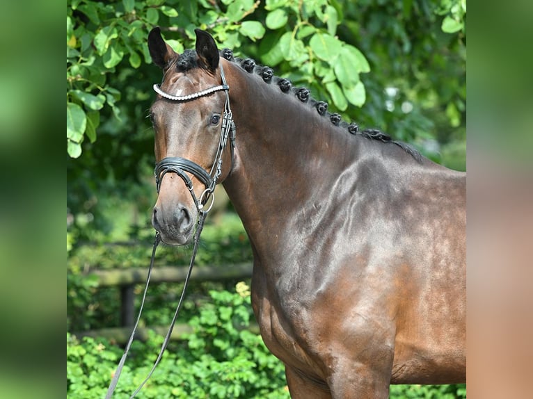 Hannoveranare Valack 4 år 174 cm Brun in Bad Bevensen