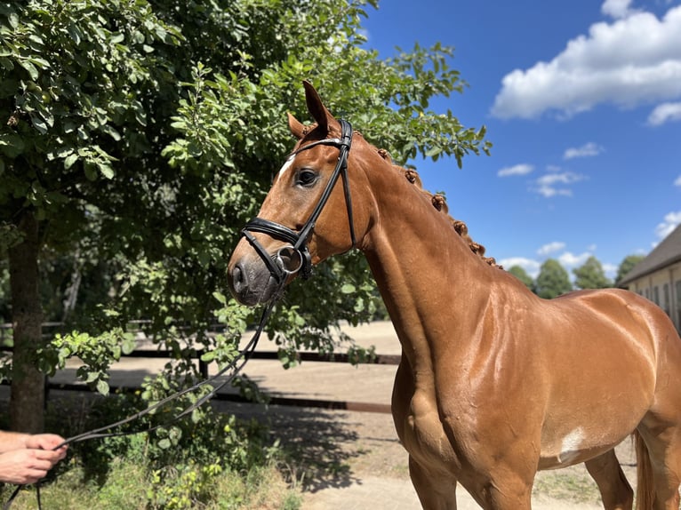 Hannoveranare Valack 4 år 176 cm fux in Verden (Aller)