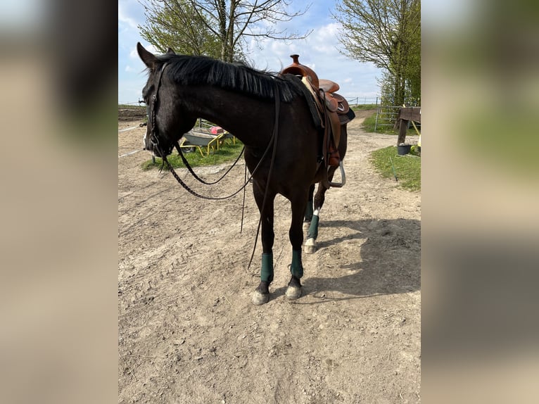 Hannoveranare Blandning Valack 5 år 158 cm Rökfärgad svart in Essen