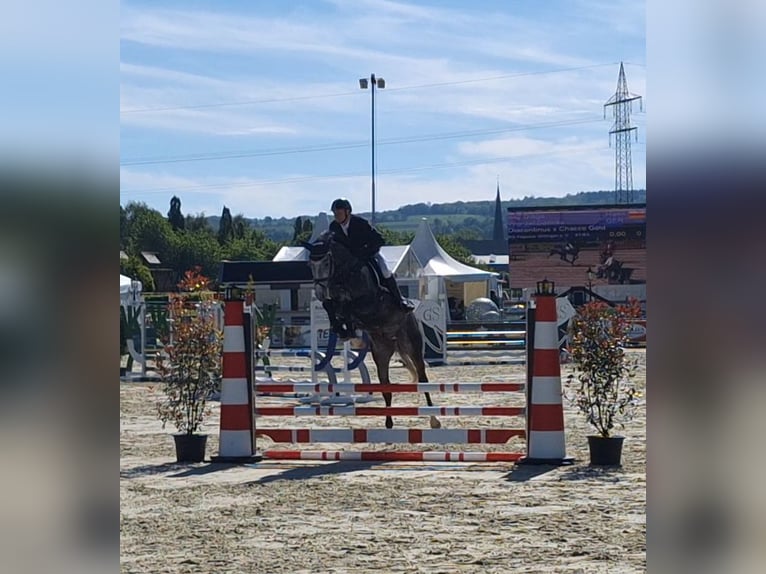 Hannoveranare Valack 5 år 165 cm Gråskimmel in Northeim