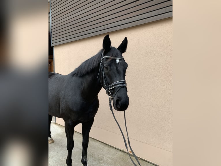 Hannoveranare Valack 5 år 165 cm Svart in Weil